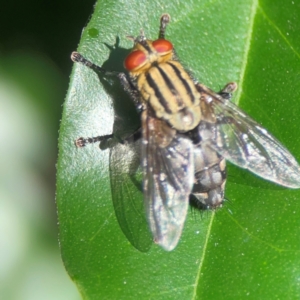 Sarcophagidae (family) at Darlington, NSW - 21 Jan 2024 09:32 AM