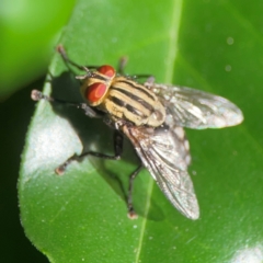 Sarcophagidae (family) at Darlington, NSW - 21 Jan 2024 09:32 AM