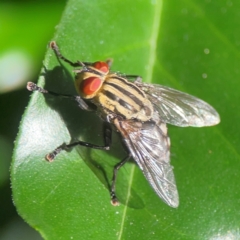 Sarcophagidae (family) at Darlington, NSW - 21 Jan 2024 09:32 AM