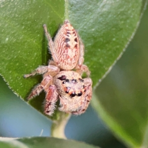 Opisthoncus sp. (genus) at Darlington, NSW - 21 Jan 2024 09:33 AM