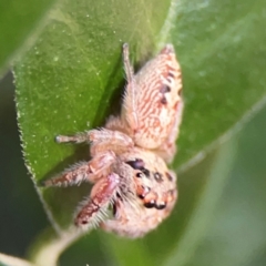 Opisthoncus sp. (genus) at Darlington, NSW - 21 Jan 2024 09:33 AM