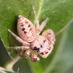 Opisthoncus sp. (genus) at Darlington, NSW - 21 Jan 2024 09:33 AM