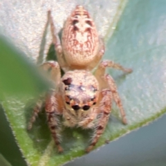 Opisthoncus sp. (genus) at Darlington, NSW - 21 Jan 2024 09:33 AM