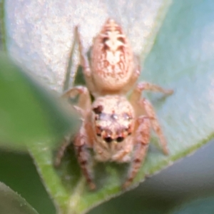 Opisthoncus sp. (genus) at Darlington, NSW - 21 Jan 2024 09:33 AM