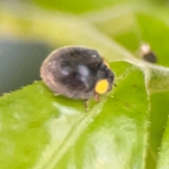 Apolinus lividigaster (Yellow Shouldered Ladybird) at Darlington, NSW - 21 Jan 2024 by Hejor1