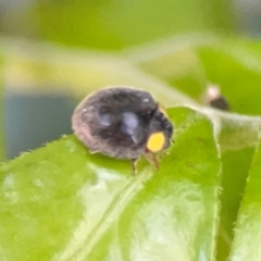 Apolinus lividigaster at Darlington, NSW - 21 Jan 2024 09:35 AM