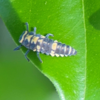 Coelophora inaequalis at Darlington, NSW - 20 Jan 2024 by Hejor1