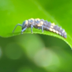 Coelophora inaequalis at Darlington, NSW - 21 Jan 2024 09:36 AM