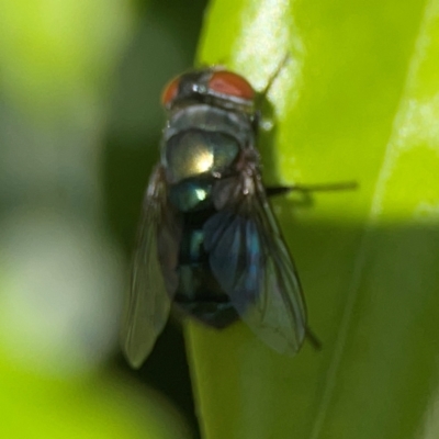 Unidentified Blow fly (Calliphoridae) at Darlington, NSW - 20 Jan 2024 by Hejor1