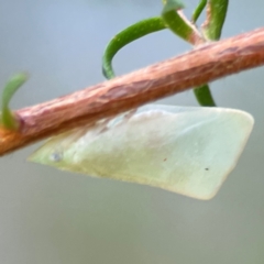 Colgaroides acuminata at Darlington, NSW - 20 Jan 2024 by Hejor1