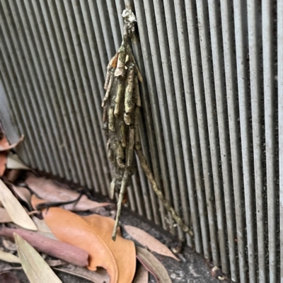 Metura elongatus (Saunders' case moth) at Darlington, NSW - 21 Jan 2024 by Hejor1