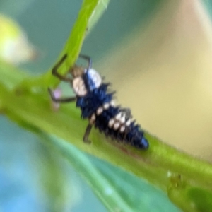 Harmonia testudinaria at Darlington, NSW - 21 Jan 2024 09:49 AM