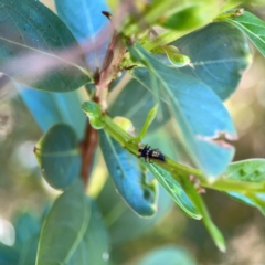 Harmonia testudinaria at Darlington, NSW - 21 Jan 2024 09:49 AM