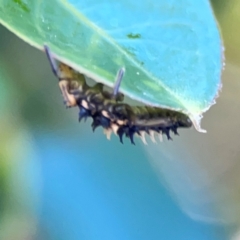 Harmonia testudinaria at Darlington, NSW - 21 Jan 2024 09:49 AM