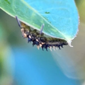 Harmonia testudinaria at Darlington, NSW - 21 Jan 2024 09:49 AM