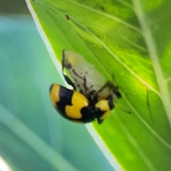 Illeis galbula (Fungus-eating Ladybird) at Darlington, NSW - 20 Jan 2024 by Hejor1