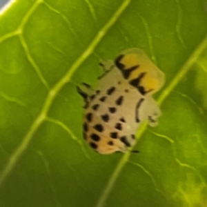 Illeis galbula at Darlington, NSW - 21 Jan 2024 09:49 AM