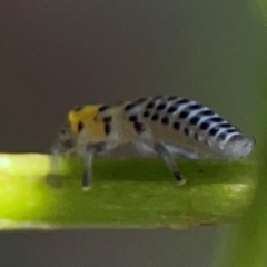 Illeis galbula at Darlington, NSW - 21 Jan 2024 09:49 AM