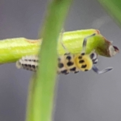 Illeis galbula at Darlington, NSW - 21 Jan 2024 09:49 AM