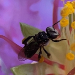 Tetragonula carbonaria (Stingless bee) at Darlington, NSW - 21 Jan 2024 by Hejor1