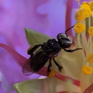 Tetragonula carbonaria at Darlington, NSW - 21 Jan 2024