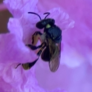 Tetragonula carbonaria at Darlington, NSW - 21 Jan 2024