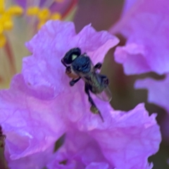 Tetragonula carbonaria at Darlington, NSW - 21 Jan 2024