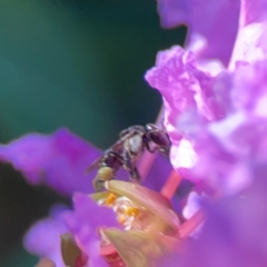 Tetragonula carbonaria at Darlington, NSW - 21 Jan 2024