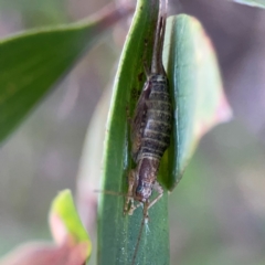 Ornebius sp. (genus) (Scaled Cricket) at Darlington, NSW - 21 Jan 2024 by Hejor1