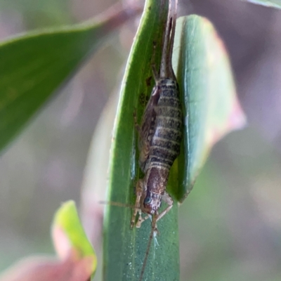 Ornebius sp. (genus) at Darlington, NSW - 20 Jan 2024 by Hejor1