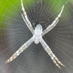 Argiope (genus) (A St. Andrew's cross spider) at Darlington, NSW - 21 Jan 2024 by Hejor1