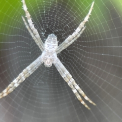 Argiope (genus) at Darlington, NSW - 21 Jan 2024 09:56 AM