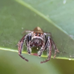 Opisthoncus sp. (genus) (Opisthoncus jumping spider) at Darlington, NSW - 21 Jan 2024 by Hejor1