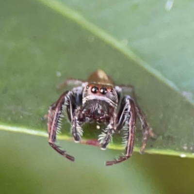 Unidentified Jumping or peacock spider (Salticidae) at Darlington, NSW - 20 Jan 2024 by Hejor1