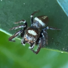 Opisthoncus sp. (genus) at Darlington, NSW - 21 Jan 2024 10:02 AM