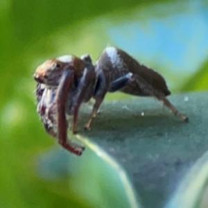 Opisthoncus sp. (genus) at Darlington, NSW - 21 Jan 2024 10:02 AM