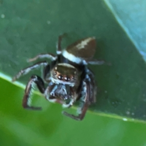 Opisthoncus sp. (genus) at Darlington, NSW - 21 Jan 2024 10:02 AM