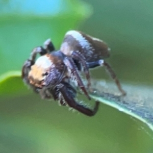 Opisthoncus sp. (genus) at Darlington, NSW - 21 Jan 2024 10:02 AM