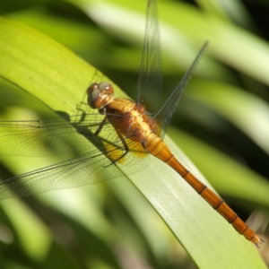 Orthetrum villosovittatum at Darlington, NSW - 21 Jan 2024 10:07 AM