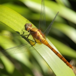 Orthetrum villosovittatum at Darlington, NSW - 21 Jan 2024