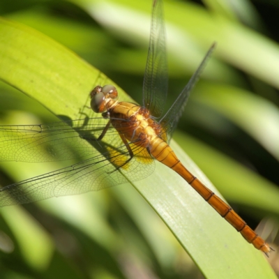 Orthetrum villosovittatum (Fiery Skimmer) at Darlington, NSW - 21 Jan 2024 by Hejor1