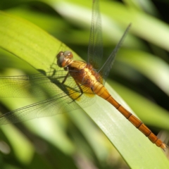 Orthetrum villosovittatum at Darlington, NSW - 21 Jan 2024 10:07 AM