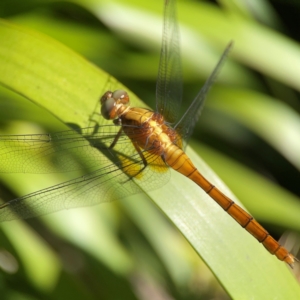 Orthetrum villosovittatum at Darlington, NSW - 21 Jan 2024 10:07 AM