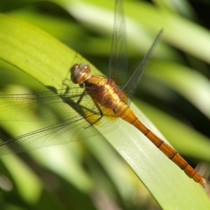 Orthetrum villosovittatum at Darlington, NSW - 21 Jan 2024