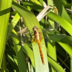 Orthetrum villosovittatum at Darlington, NSW - 21 Jan 2024 10:07 AM