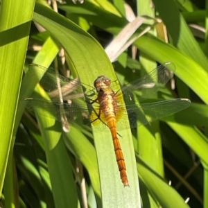 Orthetrum villosovittatum at Darlington, NSW - 21 Jan 2024 10:07 AM