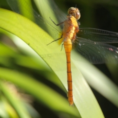 Orthetrum villosovittatum at Darlington, NSW - 21 Jan 2024 10:07 AM