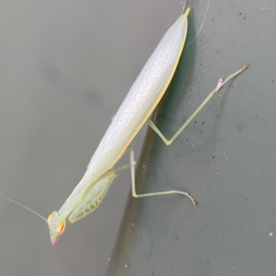 Mantodea sp. (order) at Darlington, NSW - 20 Jan 2024 by Hejor1