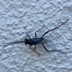 Unidentified Parasitic wasp (numerous families) at Darlington, NSW - 20 Jan 2024 by Hejor1