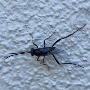Evaniidae (family) at Darlington, NSW - 21 Jan 2024 10:19 AM